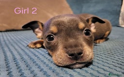 Mixed Breed dogs for sale: Staffordshire Bull Terrier Puppies-Female and Male in Bridgwater - Image 11
