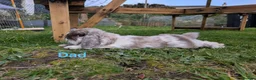 Mini Lop rabbits for sale: ⭐️ READY ⭐️ Beautiful mini lops - Advert 7