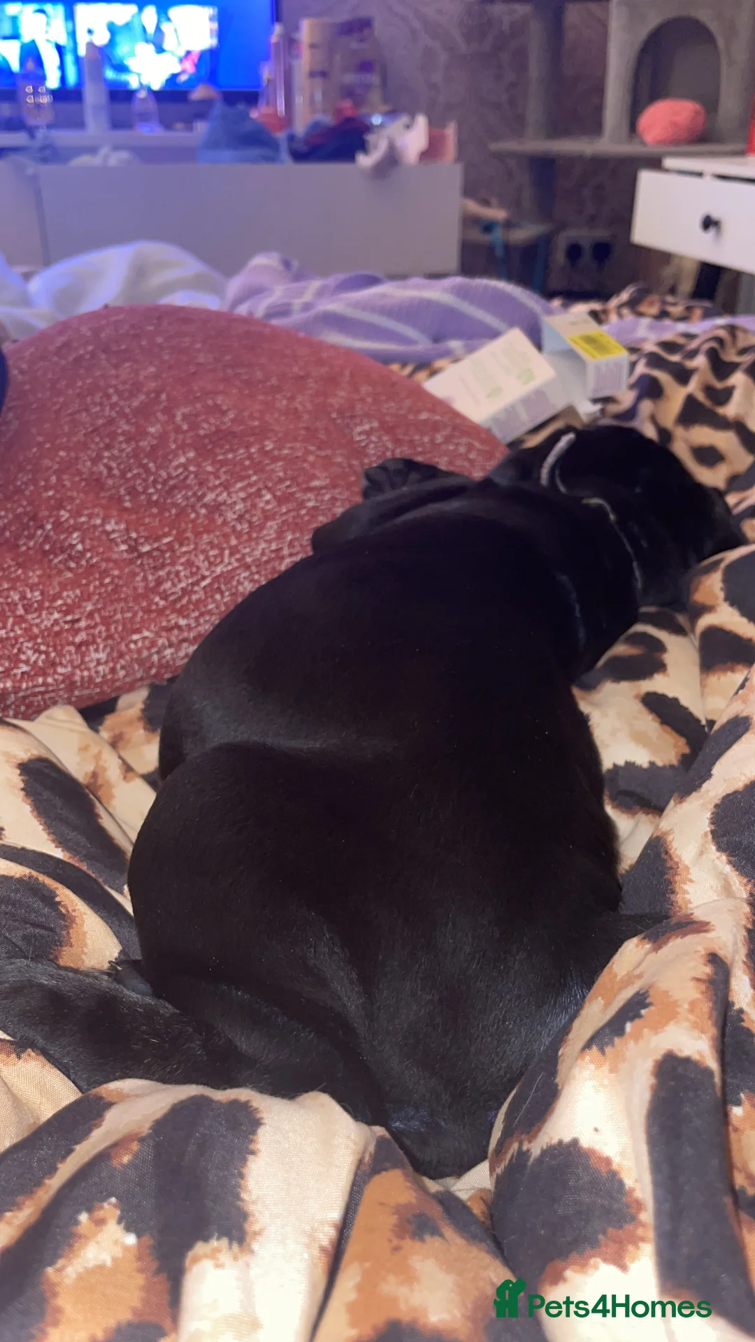 Cane Corso dogs for sale: Came corso - Advert 3