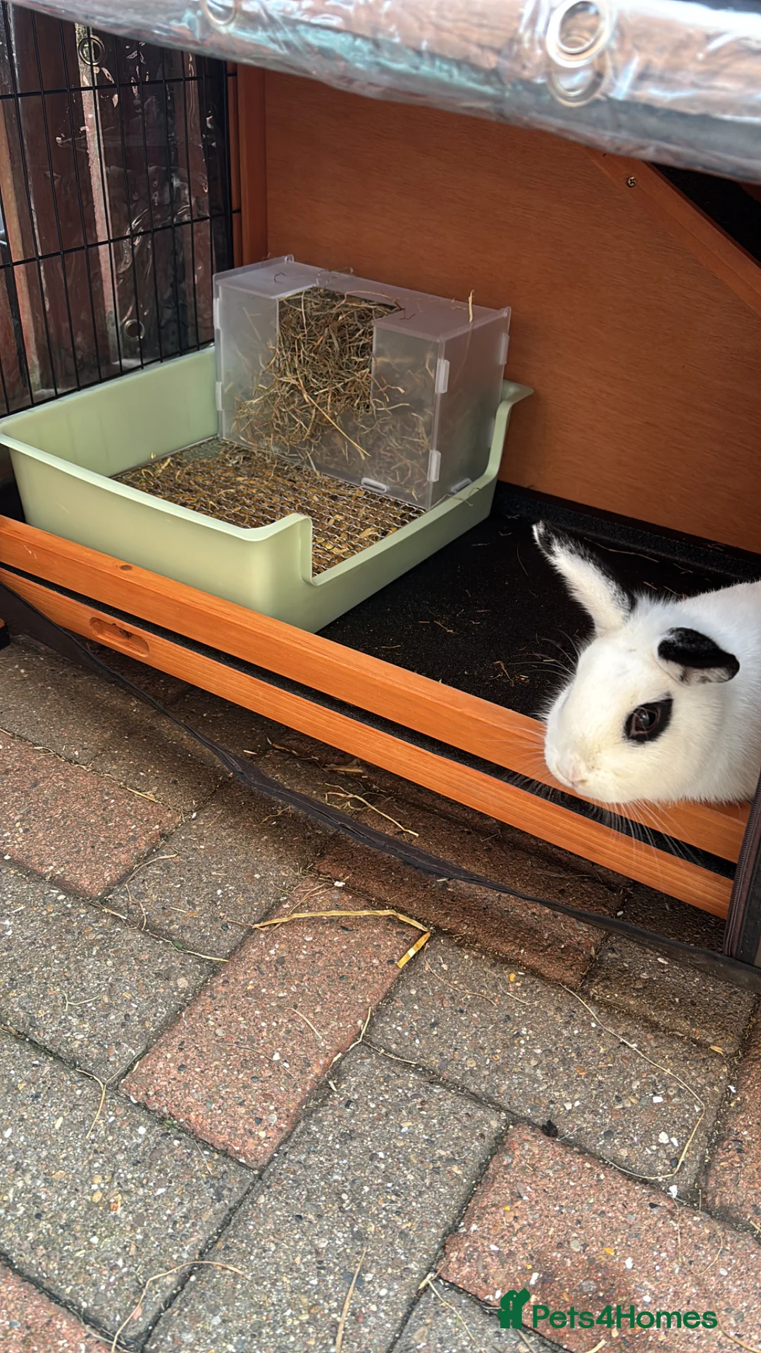 Mixed Breed rabbits for sale: Small rabbit with 2 hutches in Houghton le Spring - Advert 2