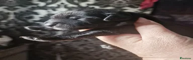 Mexican Hairless  coated black.