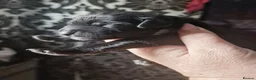 Mexican Hairless dogs for sale: NEW intermediate size. - Advert 9