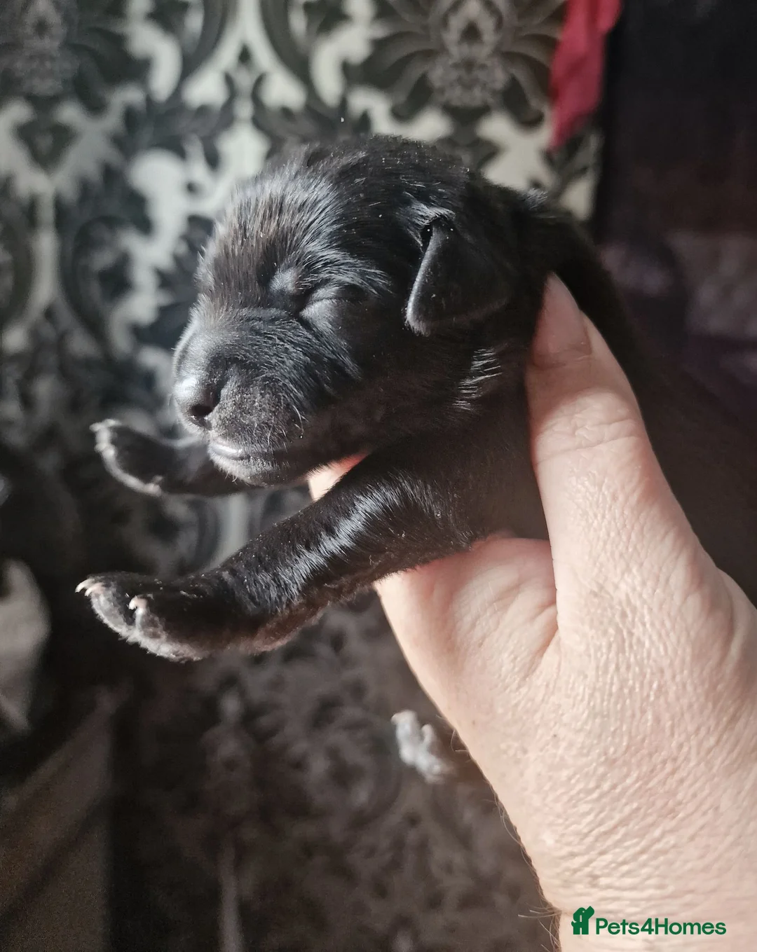 Mexican Hairless dogs for sale: NEW intermediate naked boy 2000 read the advert. - Advert 37