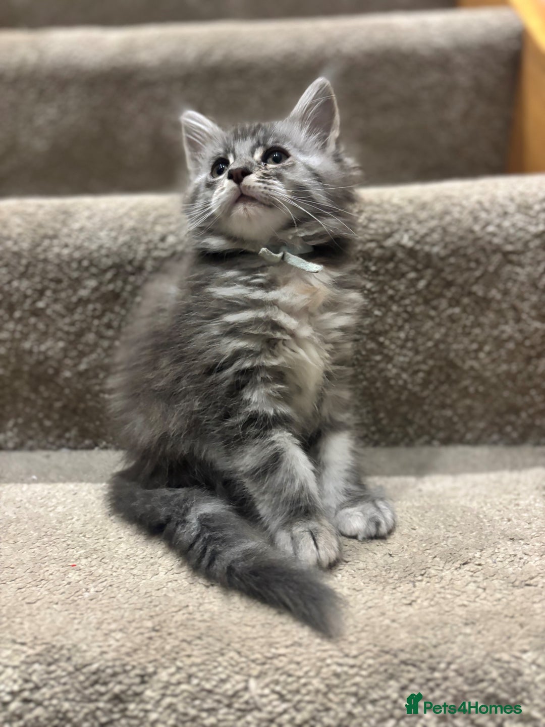 Maine Coon cats for sale: TICA Maine Coon Kittens - Advert 12