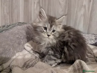 Maine Coon cats Stunning Maine coon girls *only 2 remaining* - Advert 10