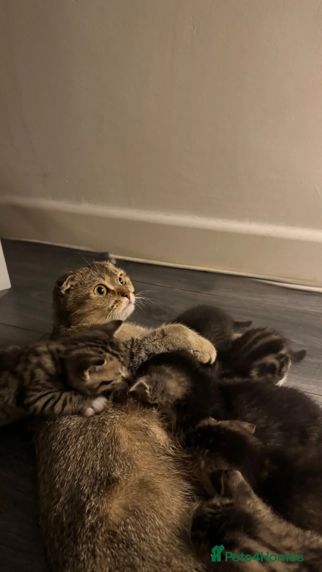 Scottish Fold cats for sale: Scottish fold x Scottish straight  - Advert 23