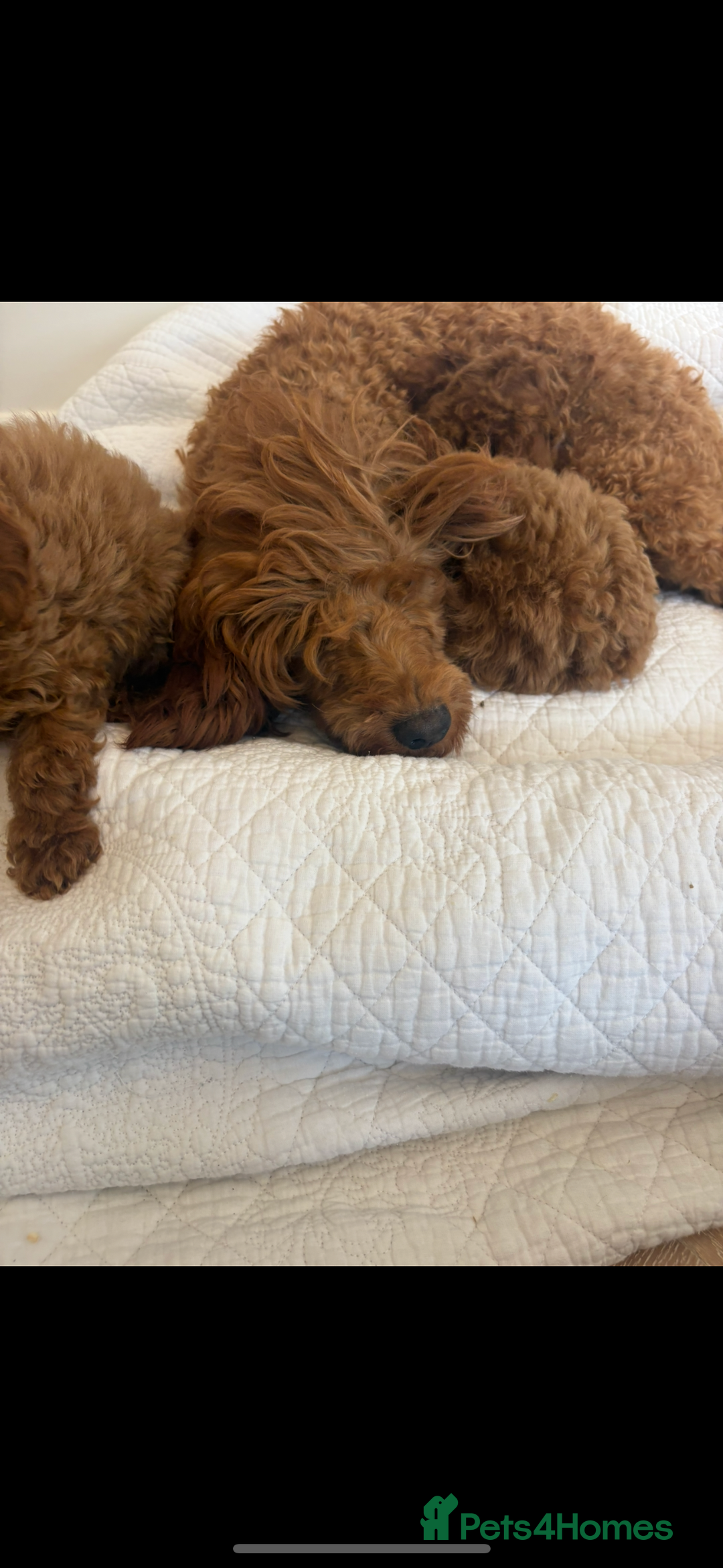 Labradoodle dogs for sale: LICENSED BREEDER extra mini tested labradoodles - Image 9