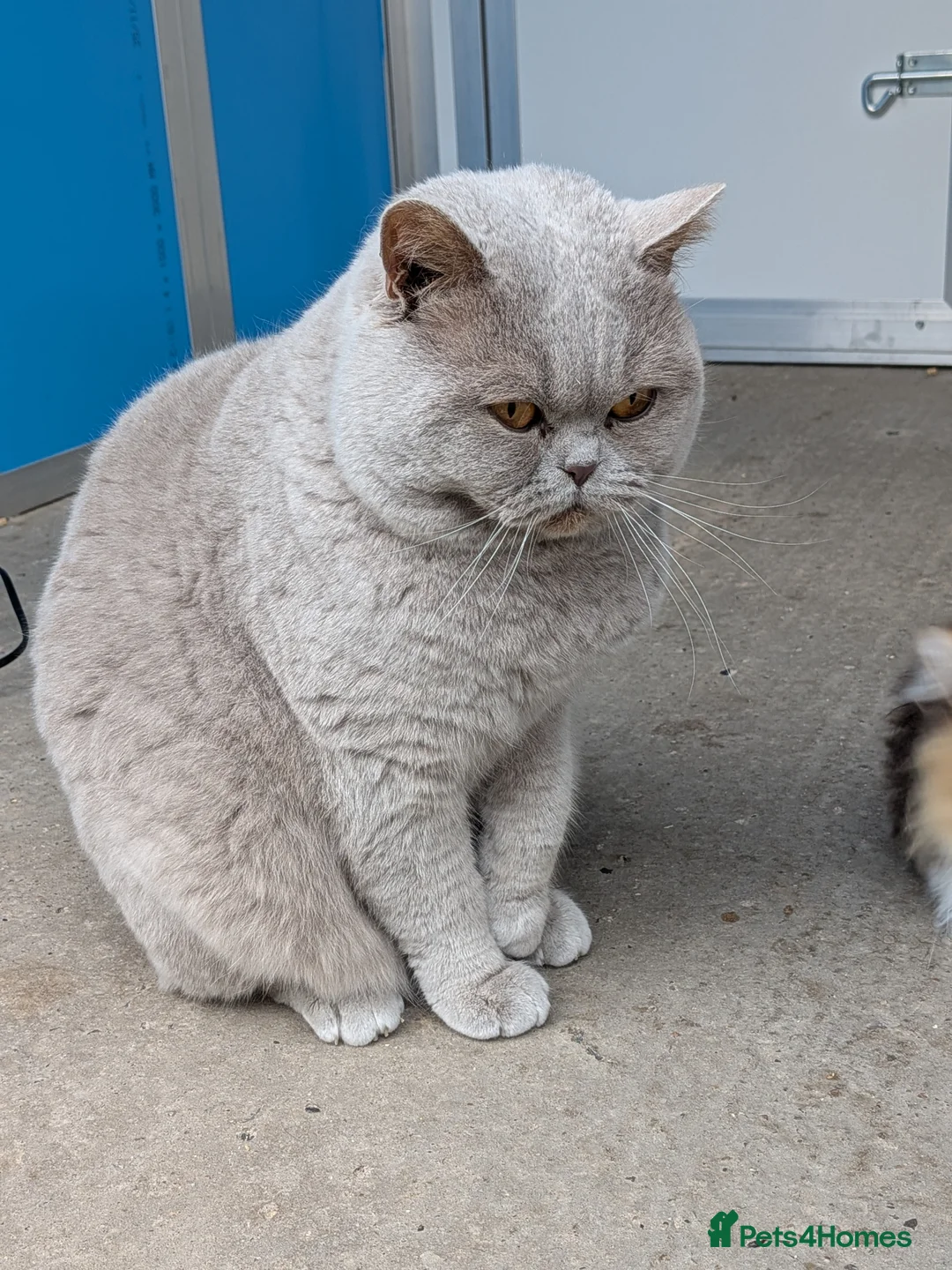 British Shorthair cats for stud: Champion BSH Stud GCCF / TICA reg in Derby - Advert 1
