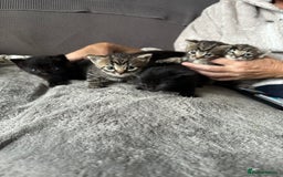 Domestic Shorthair cats for sale: 6 beautiful kittens available  - Image 4