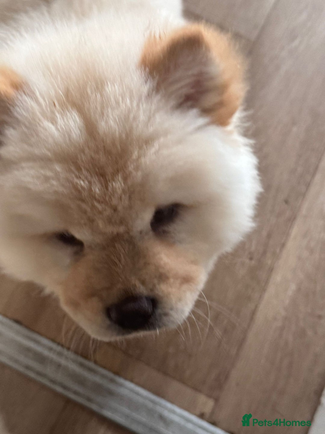 Chow Chow dogs for sale: Miss chow chow mummy  - Advert 7