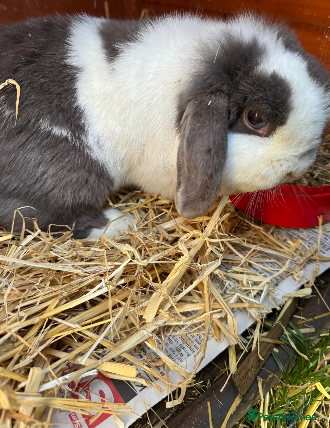 Mini Lop rabbits for sale: Beautiful mini lop female  - Advert 3
