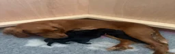 Cockapoo dogs for sale: Black girl Cockerpoo  - Advert 10