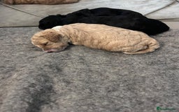 Cockapoo dogs for sale: Cockapoo puppies 3 girls 3 boys  - Image 13