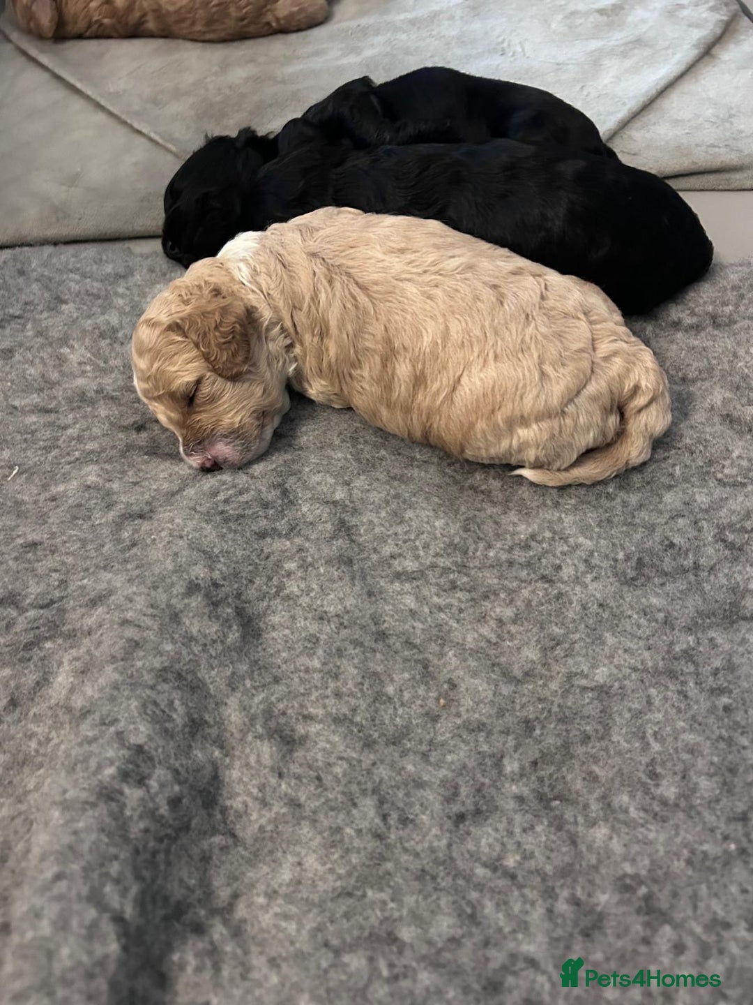 Cockapoo dogs for sale: Cockapoo puppies 3 girls 3 boys  - Image 13