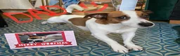 Jack Russell dogs for sale: Jack Russell Puppies 🐶  - Advert 6