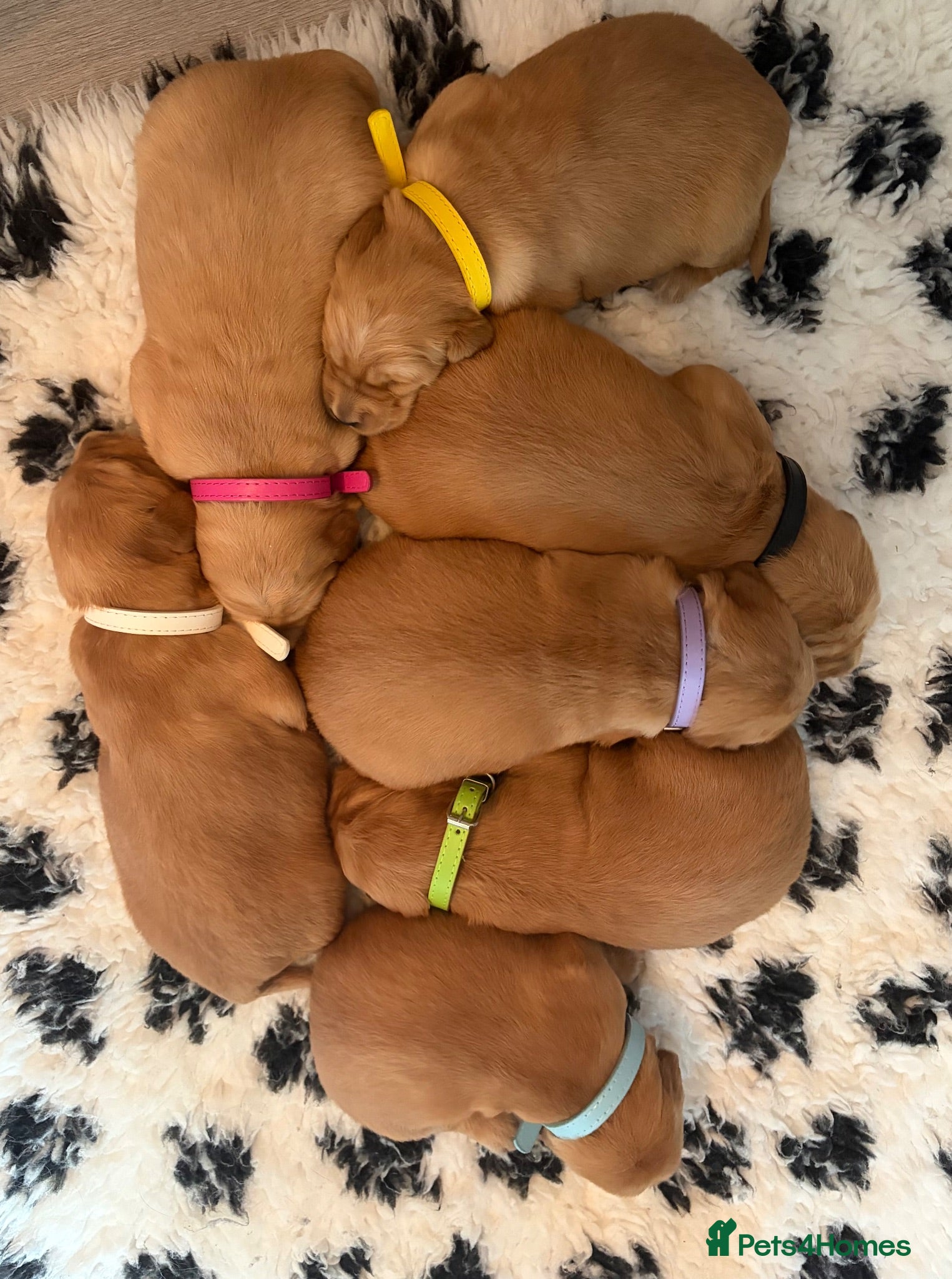 Golden Retriever dogs Gorgeous red golden retriever puppies  - Advert 1
