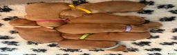 Golden Retriever dogs for sale: Gorgeous red golden retriever puppies  - Advert 1