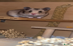 Hamster rodents for sale: Female hamster  - Image 3