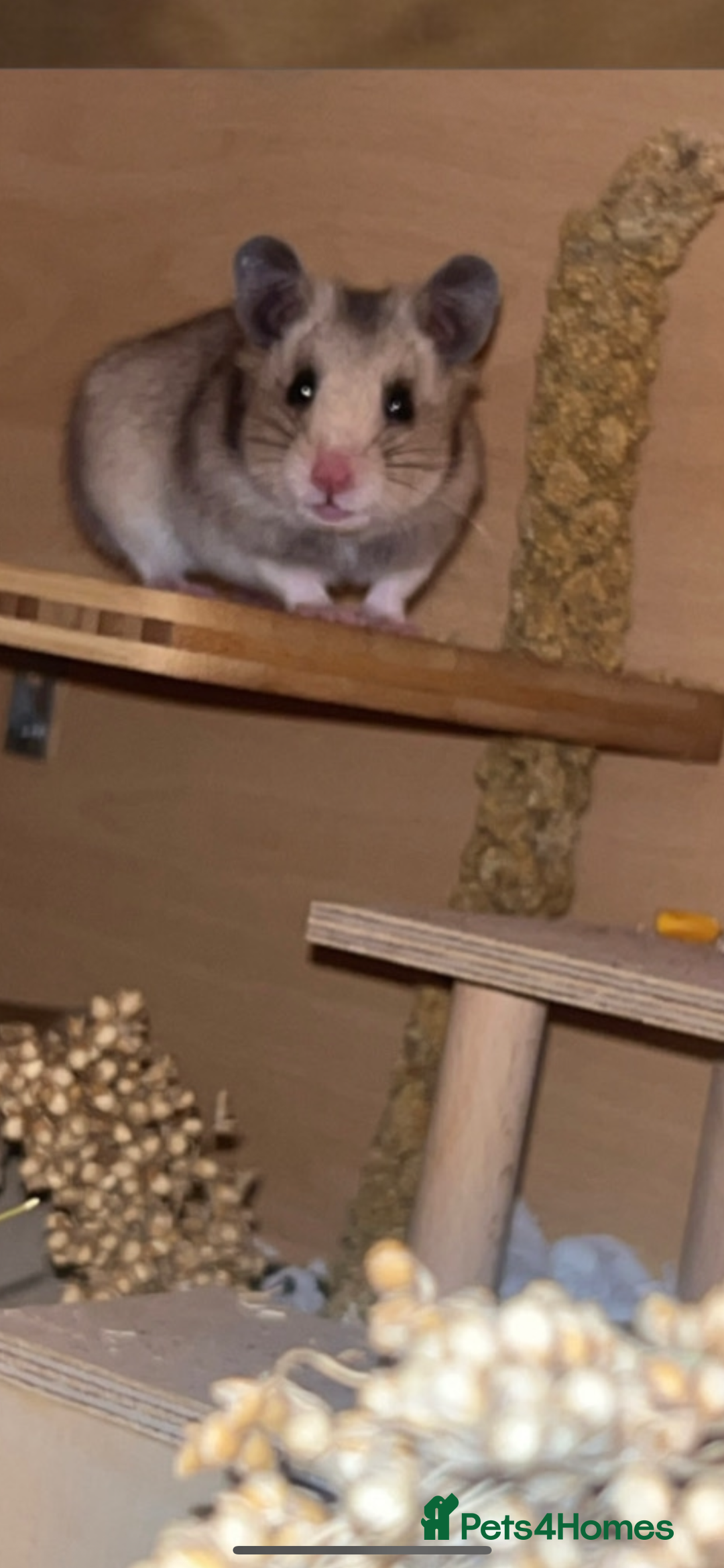 Hamster rodents for sale: Female hamster  - Image 3