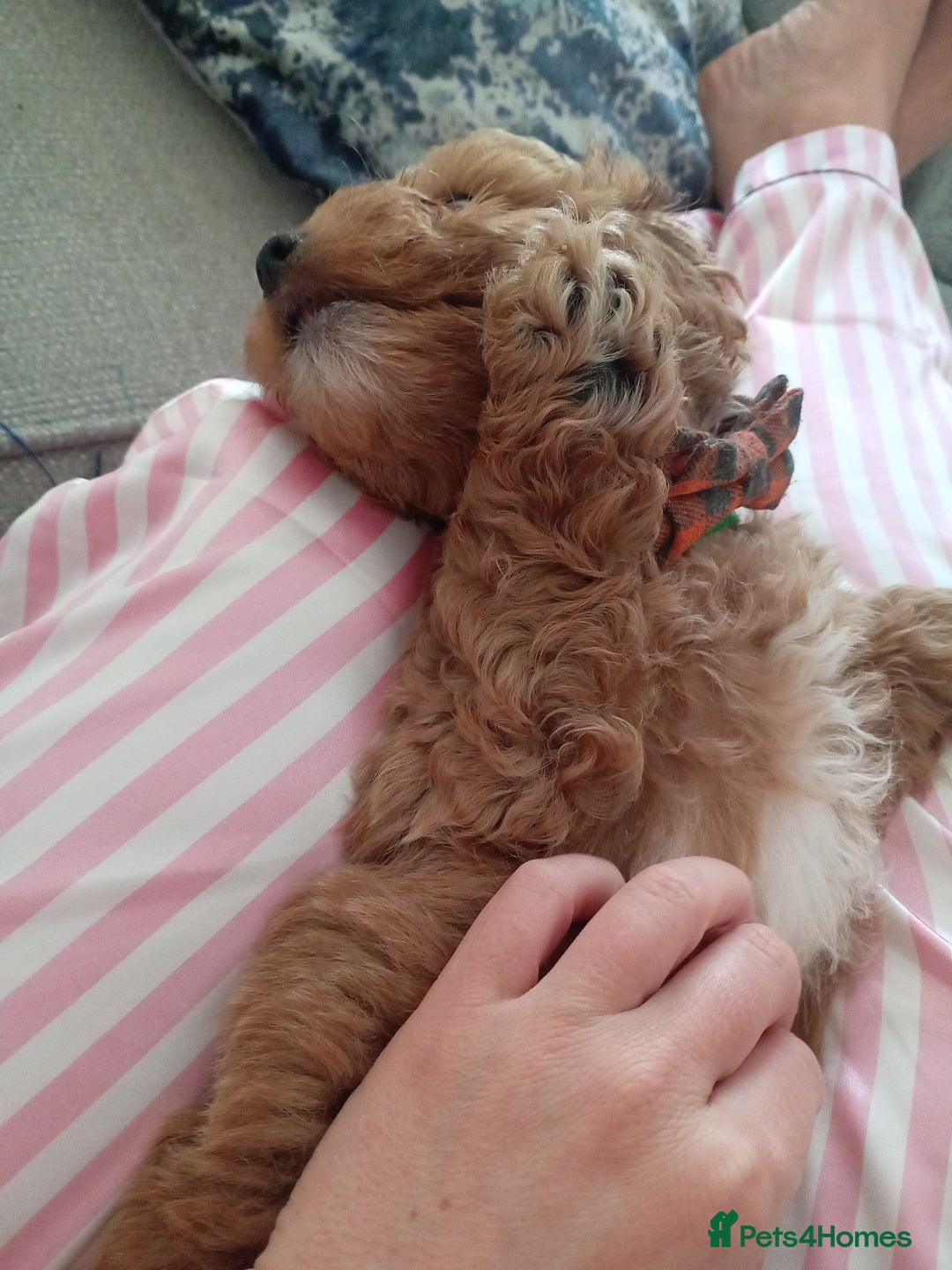 Cockapoo dogs for sale: Fb1 cockapoos puppies - Image 5