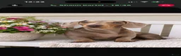 Miniature Dachshund dogs for sale: Beautiful miniature dachshund  - Advert 2