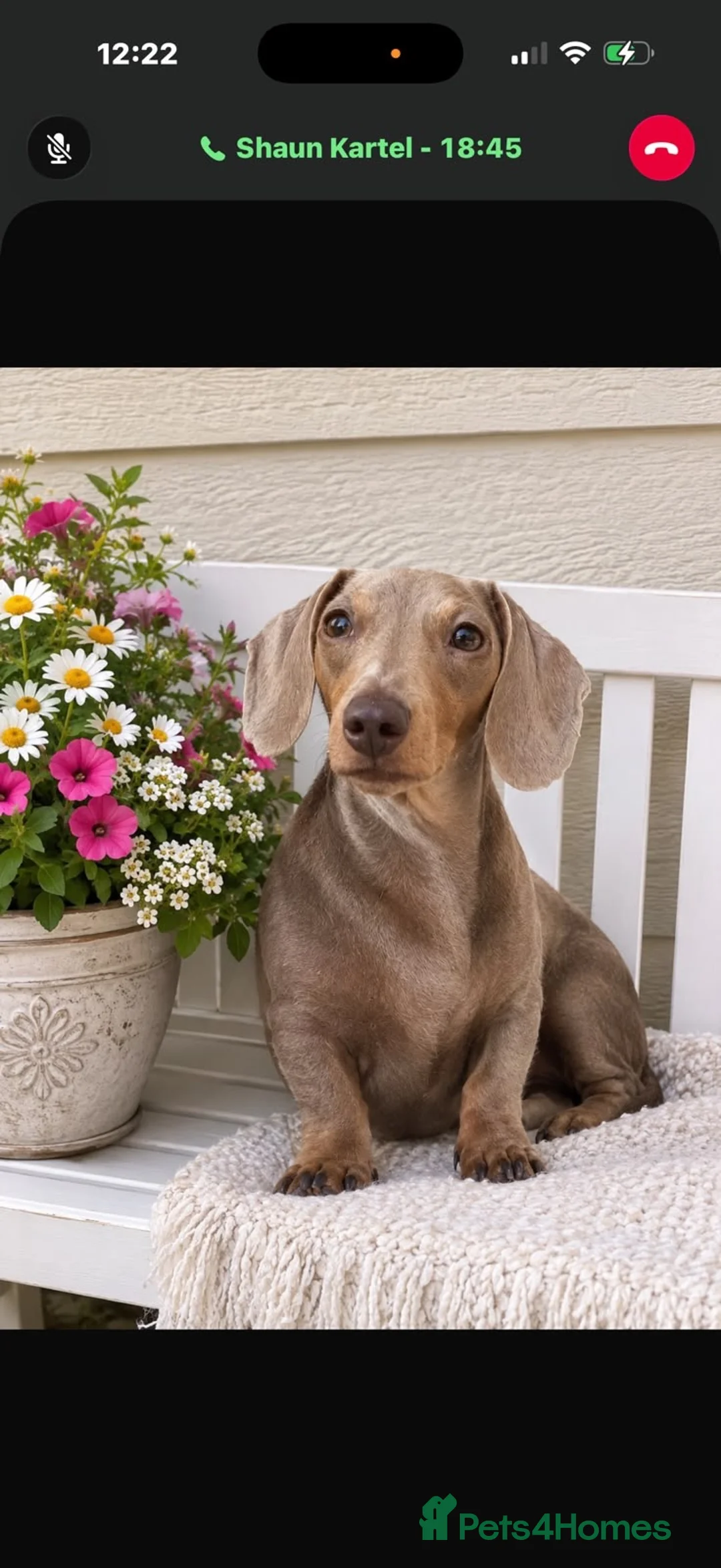 Miniature Dachshund dogs for sale: Beautiful miniature dachshund  - Advert 2