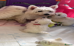 West Highland Terrier dogs for sale: Westie puppies available  - Image 18