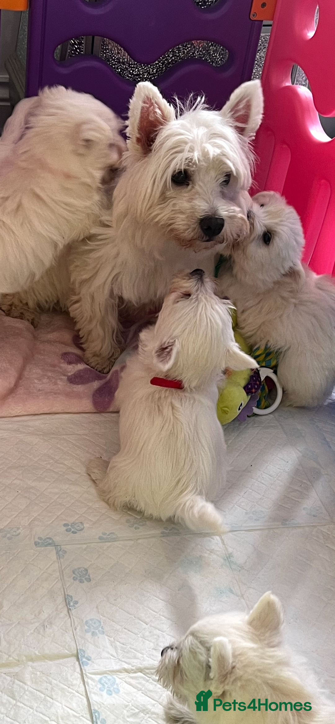 West Highland Terrier dogs for sale: Westie puppies available  - Image 18