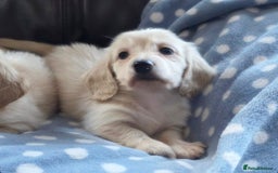 Miniature Dachshund dogs for sale: READY NOW STUNNING KC CREAM MINI DACHSHUNDS  - Image 7