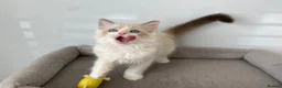 Ragdoll cats for sale: TICA REGISTERED PUREBRED RAGDOLL KITTENS AVAILABLE - Advert 5