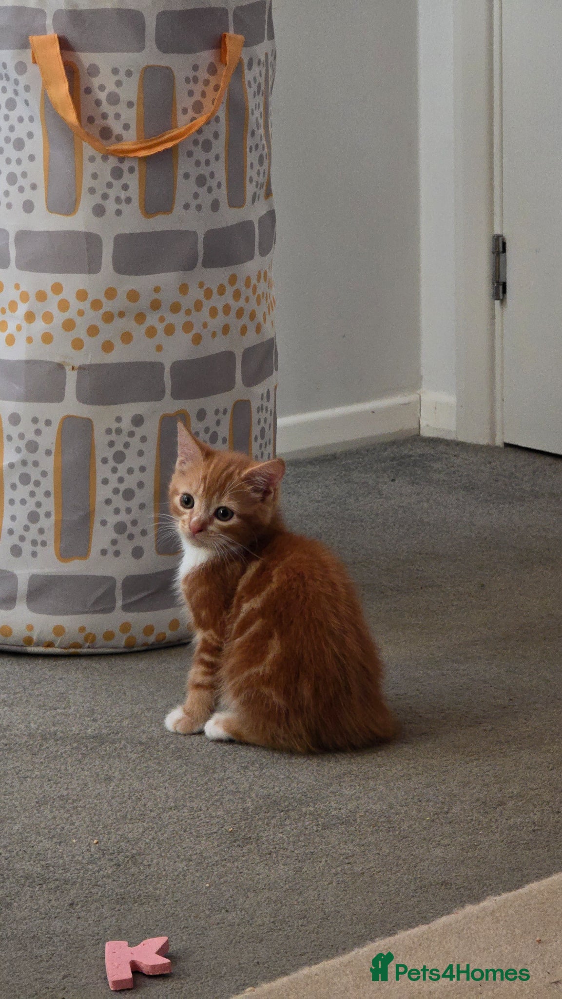 Domestic Shorthair cats Last ginger boy available - Advert 1