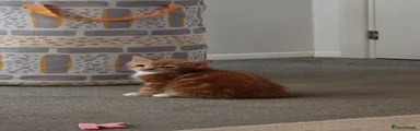 Domestic Shorthair Kitten 1
