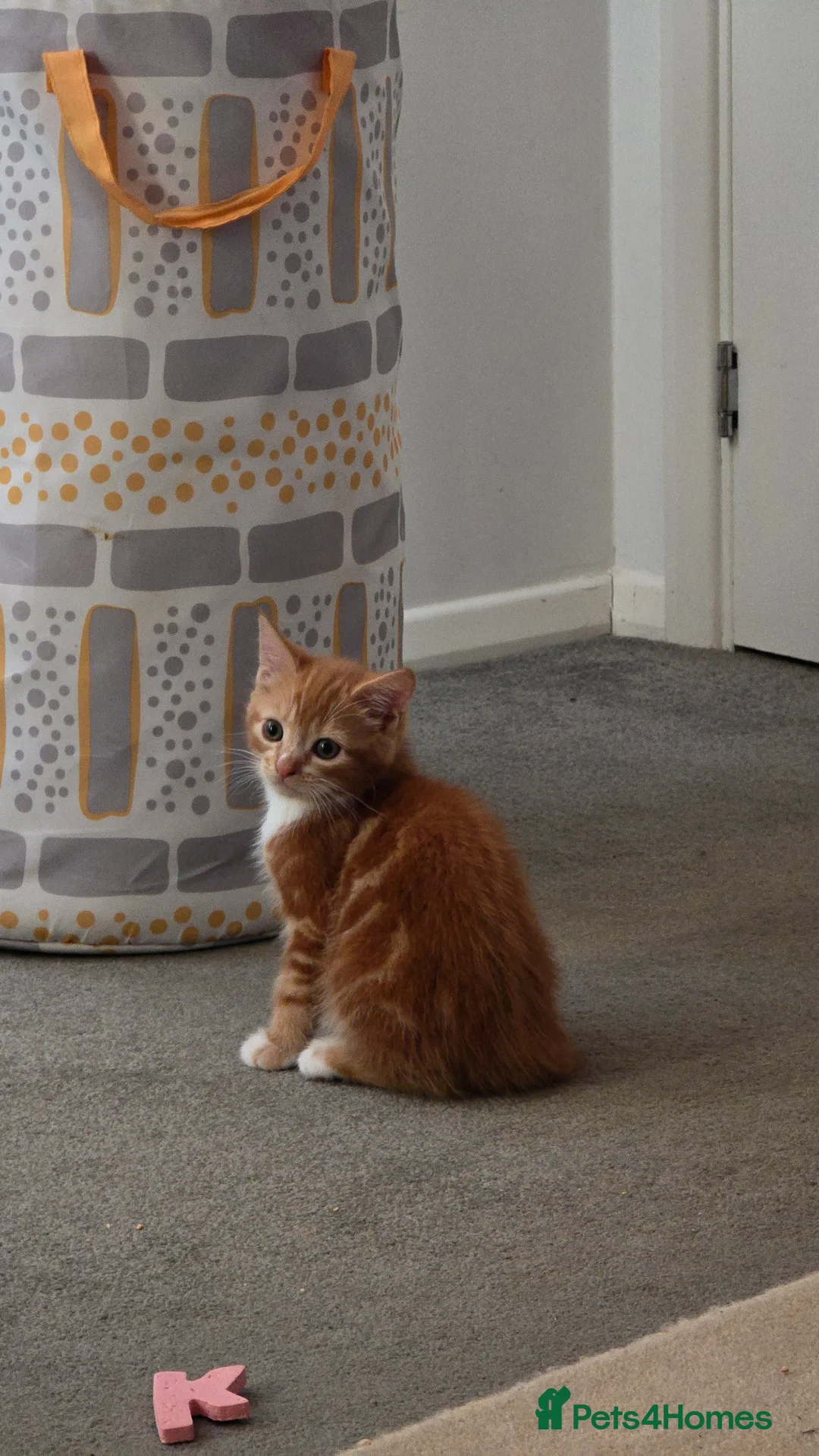 Domestic Shorthair cats for sale: Last ginger boy available - Advert 1