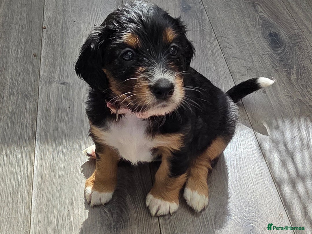 Mixed Breed dogs for sale: Border doodle - Image 26