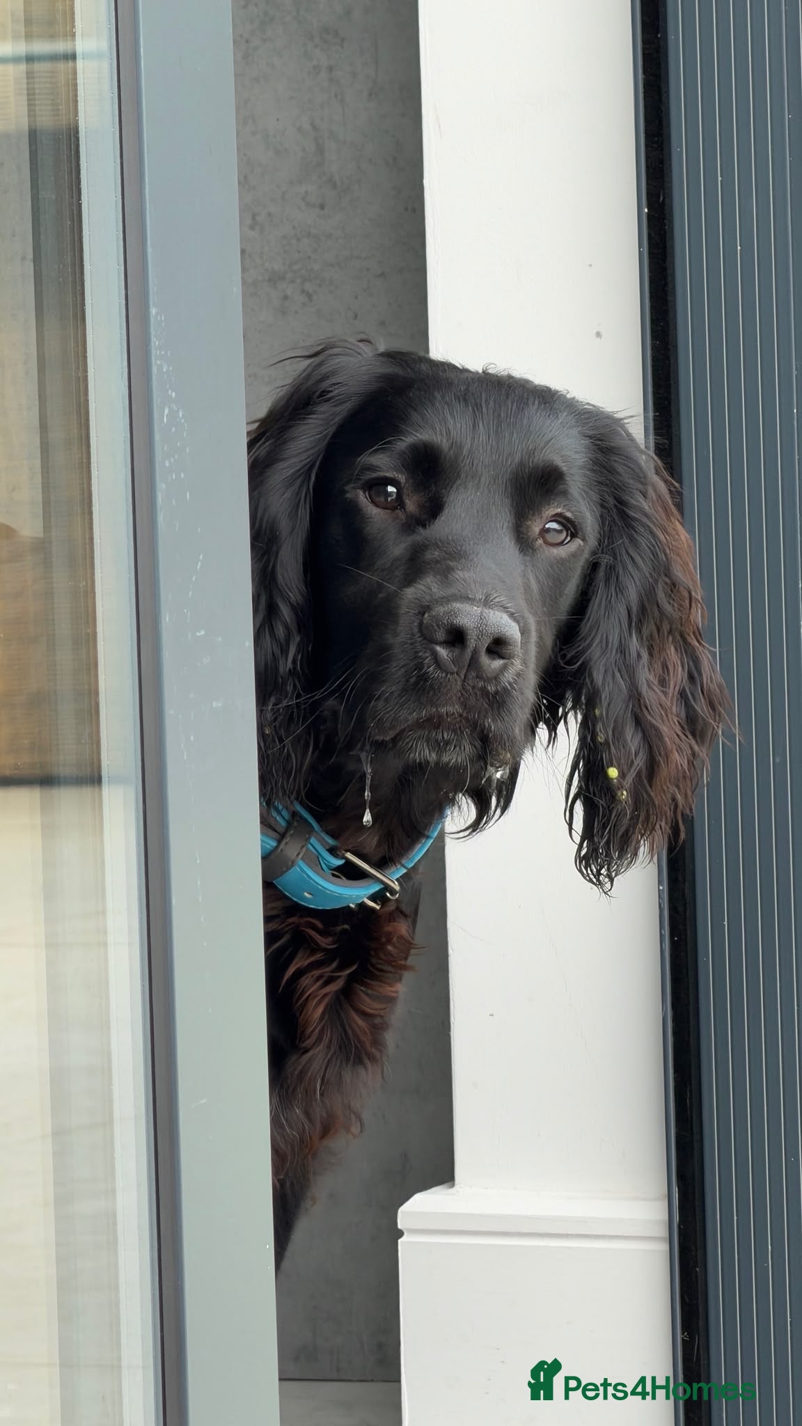 Cocker Spaniel dogs Male working cocker spaniel available for rehome - Advert 2