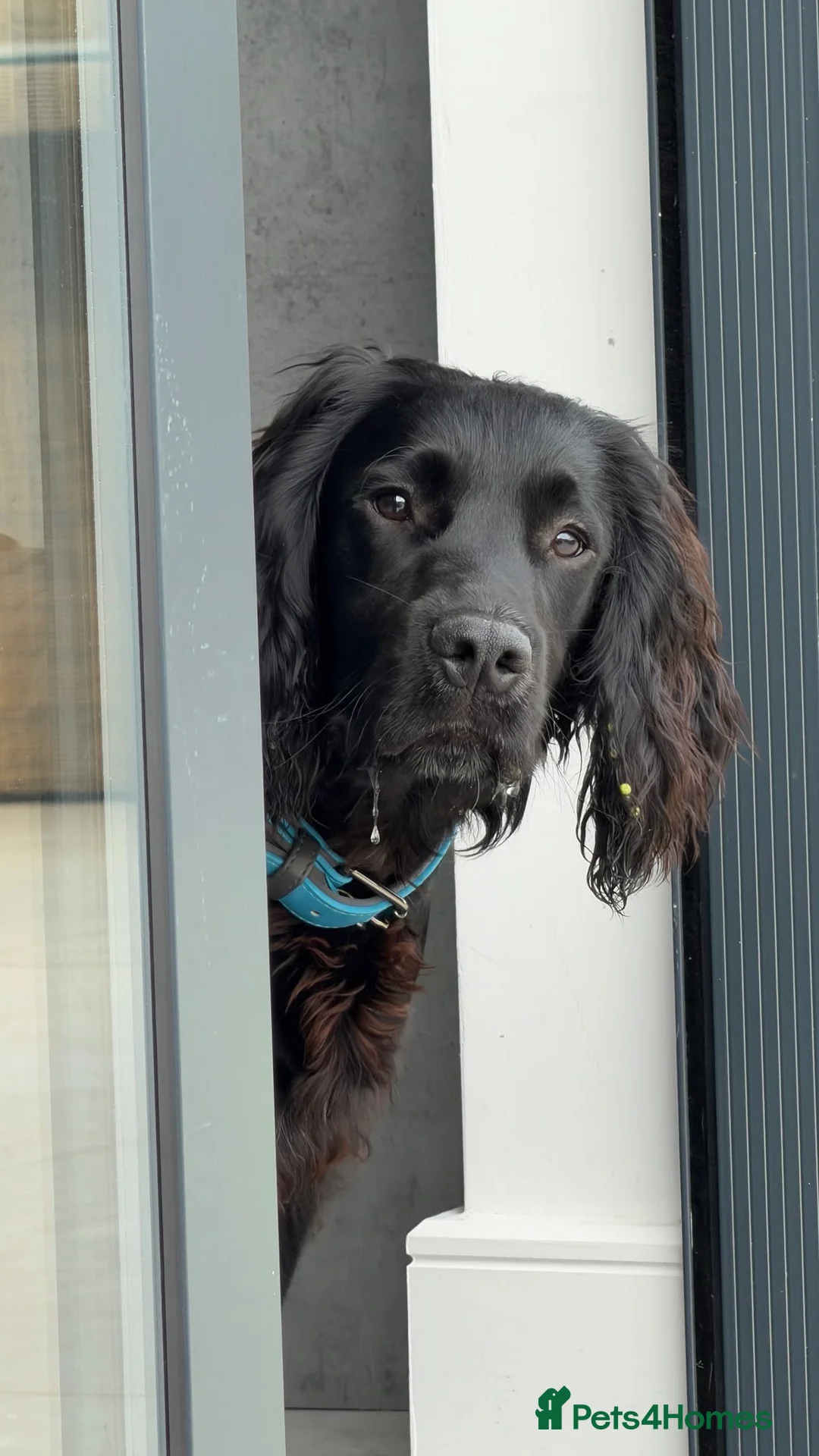 Cocker Spaniel dogs for sale: Male working cocker spaniel available for rehome - Advert 2