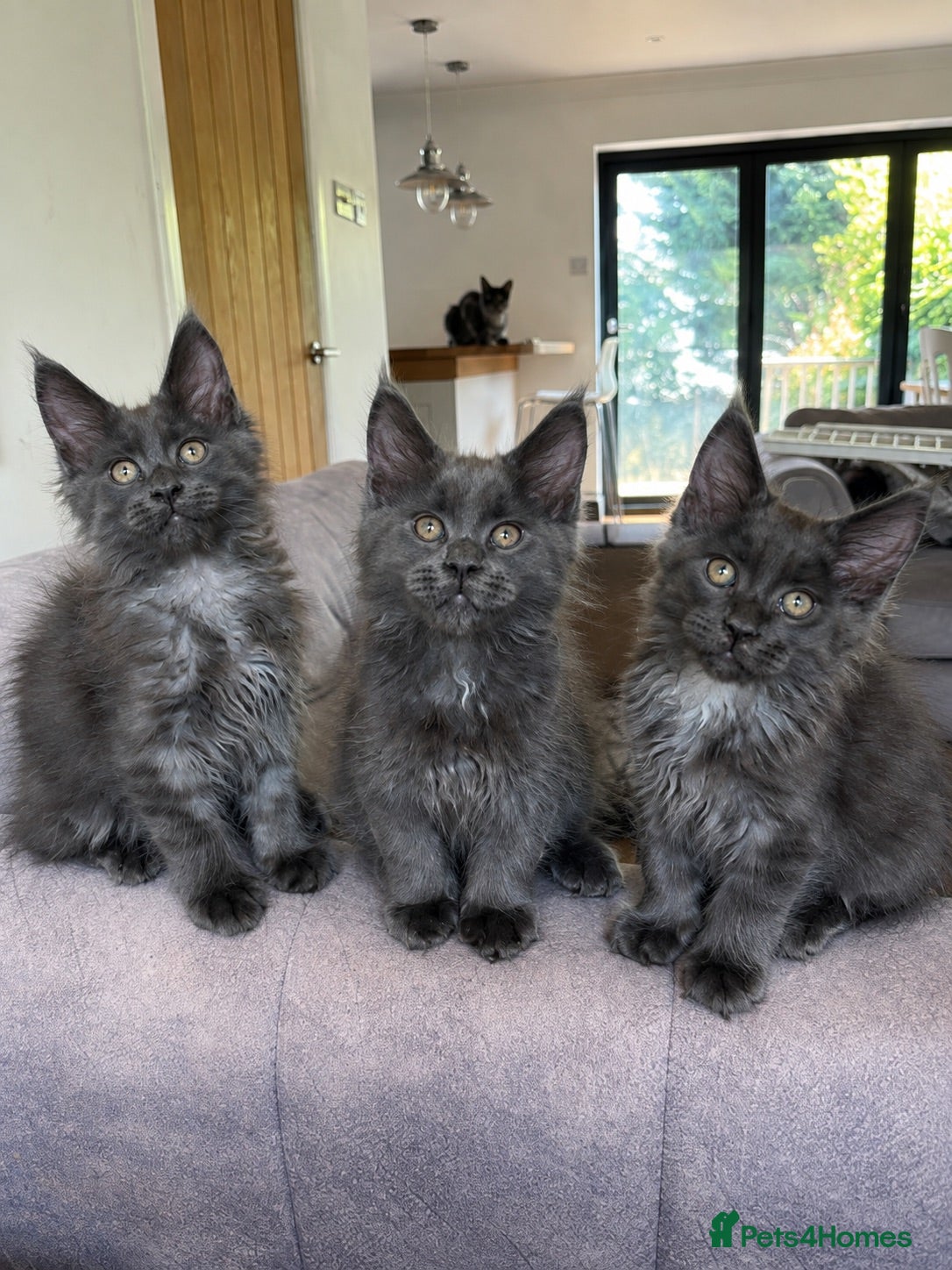 Maine Coon cats     Stunning Blue Smoke Maine Coon Kittens | TICA - Advert 6