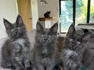 Maine Coon cats Stunning Blue Smoke Maine Coon Kittens | TICA - Advert 6