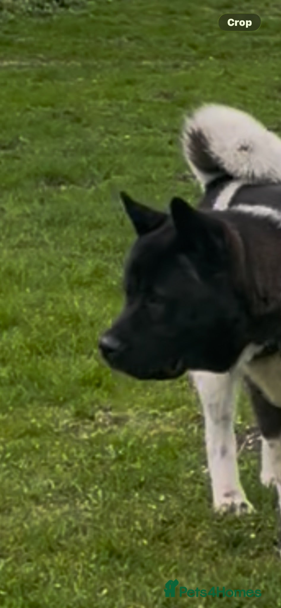 Akita dogs Chunky bears, WELL TRAINED - Advert 2
