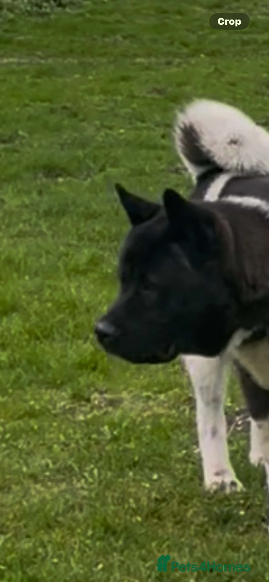 Akita dogs for sale: Chunky bears, WELL TRAINED in Newmarket - Advert 2