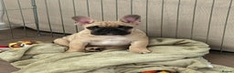 French Bulldog dogs for stud: Denzel- Open for Stud- PROVEN. Son of Super Ted  in Gillingham - Advert 20