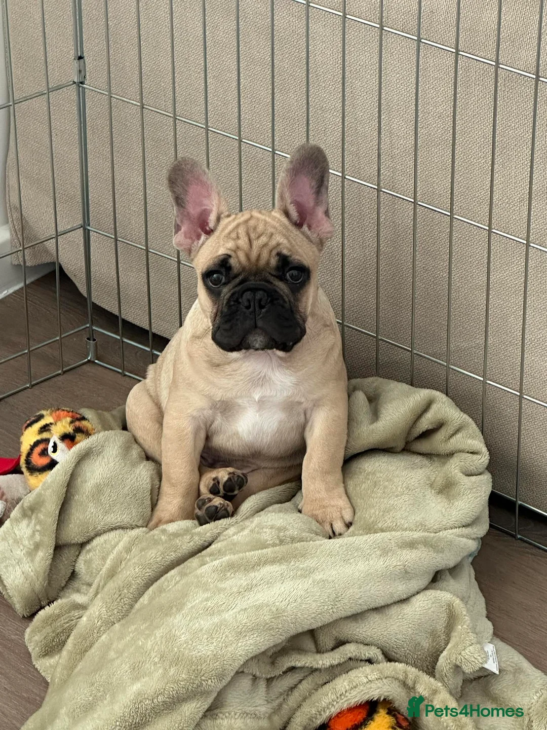 French Bulldog dogs for stud: Denzel- Open for Stud- PROVEN. Son of Super Ted  in Gillingham - Advert 20