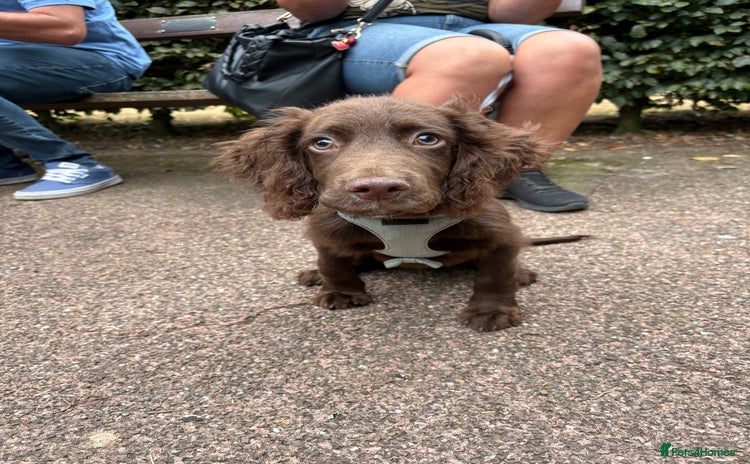 Cocker Spaniel dogs - Advert 2