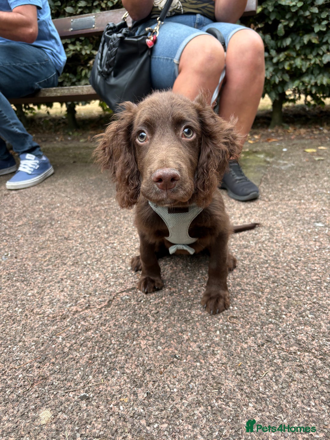 Cocker Spaniel dogs for sale: Working cocker spaniel  - Image 1
