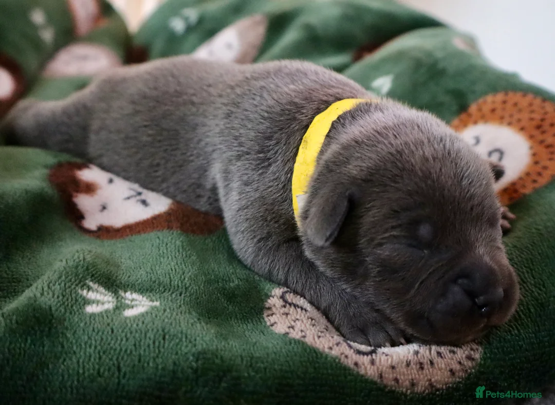 Staffordshire Bull Terrier dogs for sale: Only 1 available ; Blue Staffordshire bullterrier - Advert 22