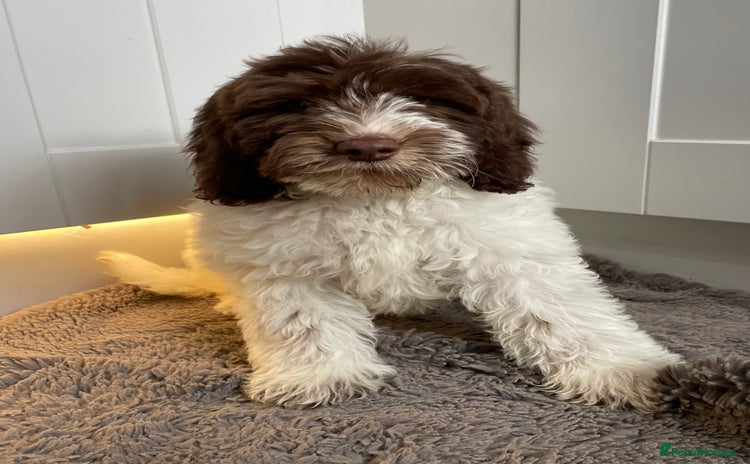 Mixed Breed dogs - Advert 4