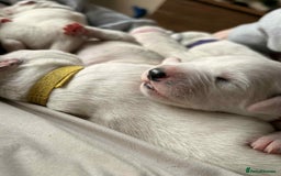 Dalmatian dogs for sale: PEDIGREE Dalmatian Puppies ready by 19th December  - Image 6