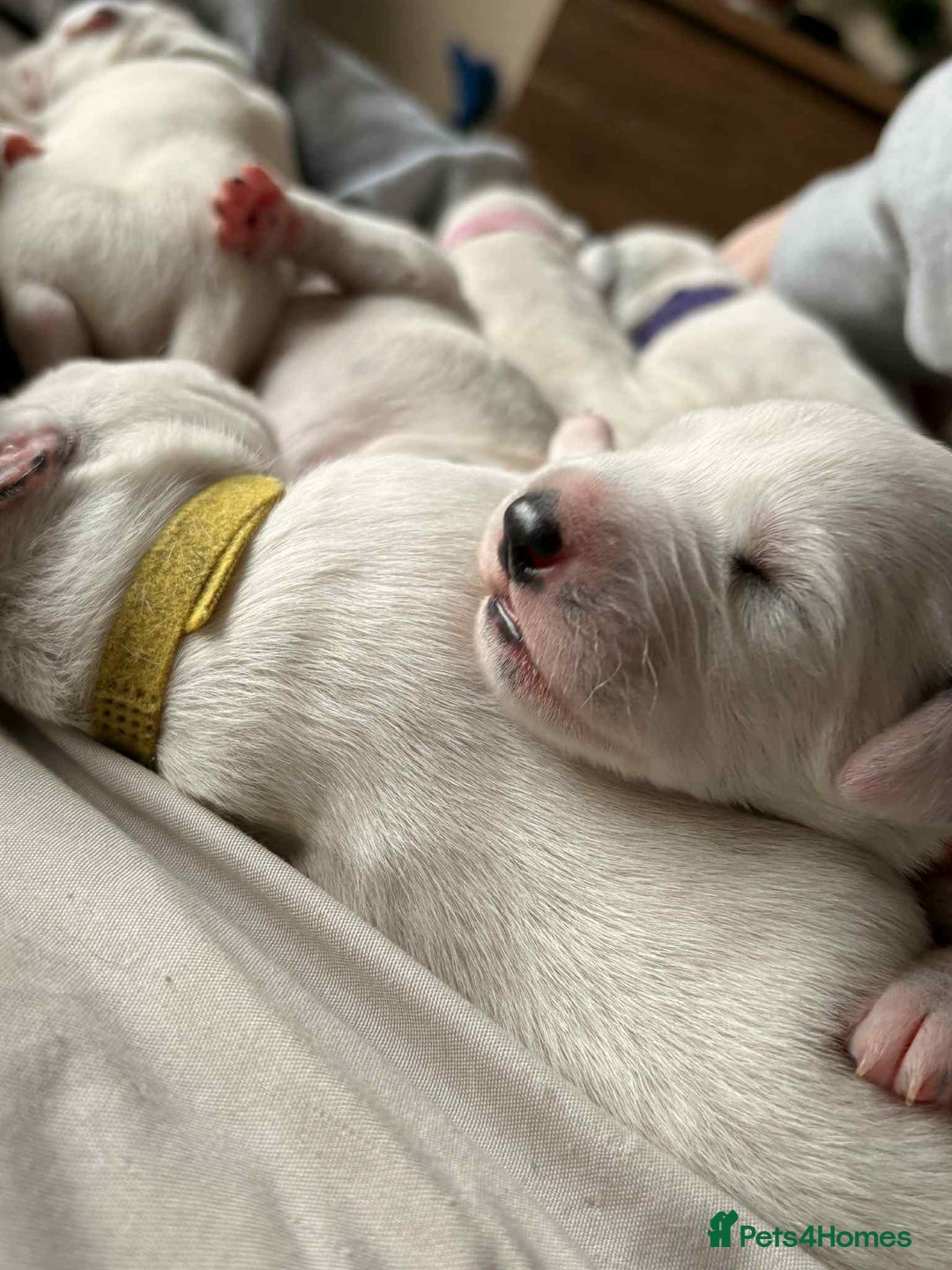 Dalmatian dogs for sale: PEDIGREE Dalmatian Puppies ready by 19th December  - Image 6