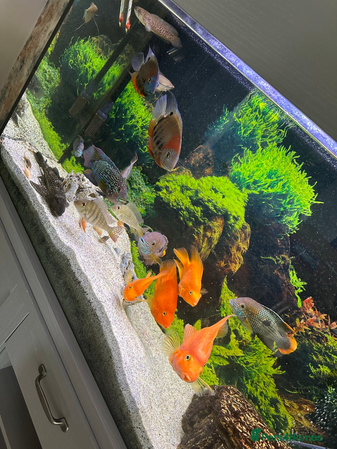 Cichlids fish for sale: Tropical fish  - Image 7