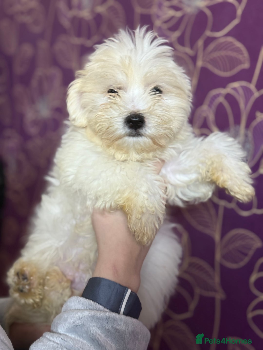 Maltese dogs for sale: Maltese - Advert 2
